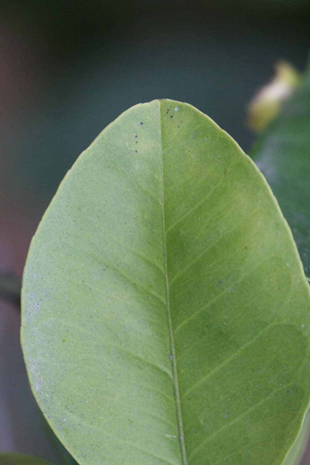            Margin (Moanalua, Riverside, CA)   